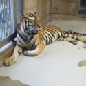 天王寺動物園のトラ