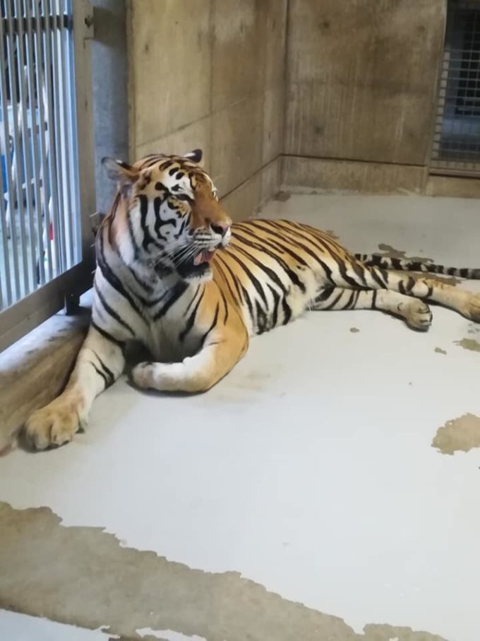 天王寺動物園のトラ