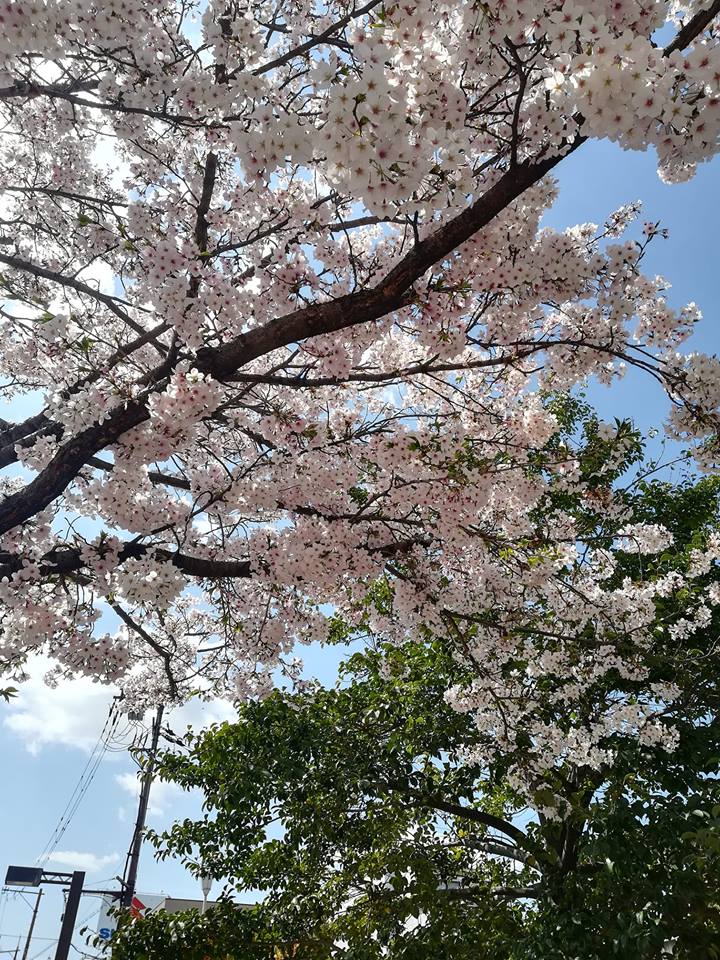 桜と緑の木