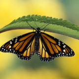 渡り鳥のように旅する蝶「オオカバマダラ」から・来た道と行く道を考える