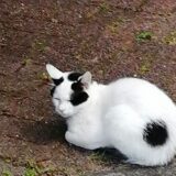 白黒猫