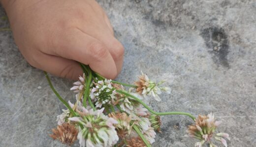 子どもの言葉の発達というか口癖の経緯（備忘録）