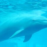 父のカツサンドと母への白いくまの思い出