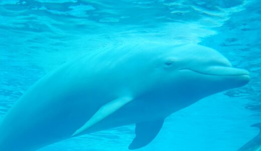 父のカツサンドと母への白いくまの思い出