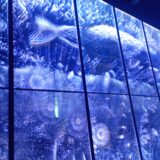 日本語教員試験（応用）の勉強法！基本はしっかりおさえておくこと