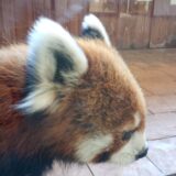 あけましておめでとうございます！