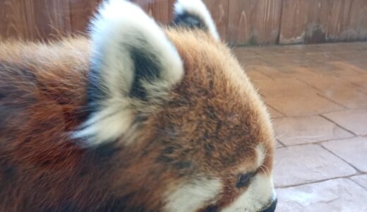 あけましておめでとうございます！